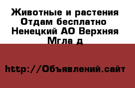 Животные и растения Отдам бесплатно. Ненецкий АО,Верхняя Мгла д.